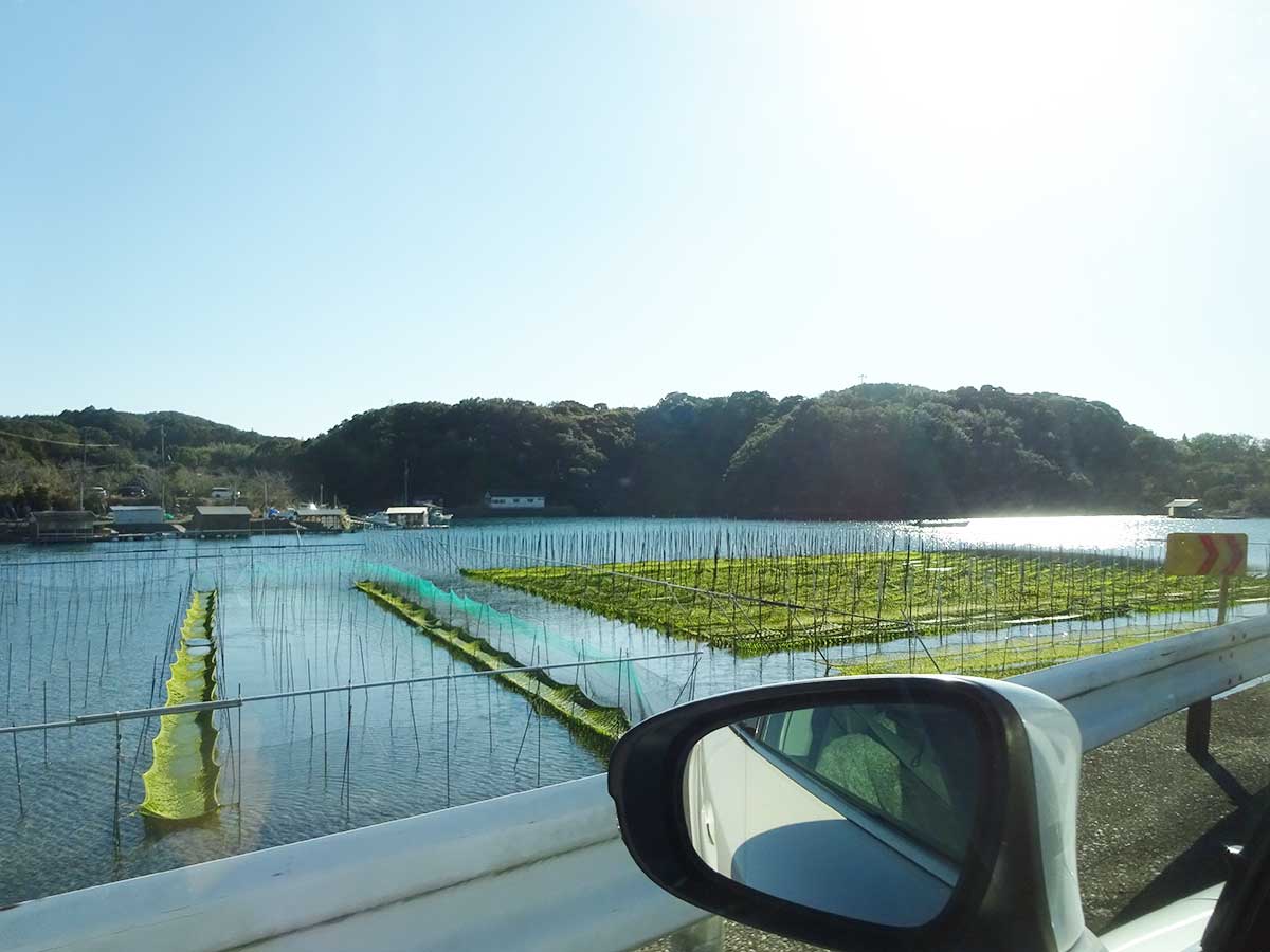 令和7年1月のあおさ参考画像（当店の漁場ではありません）