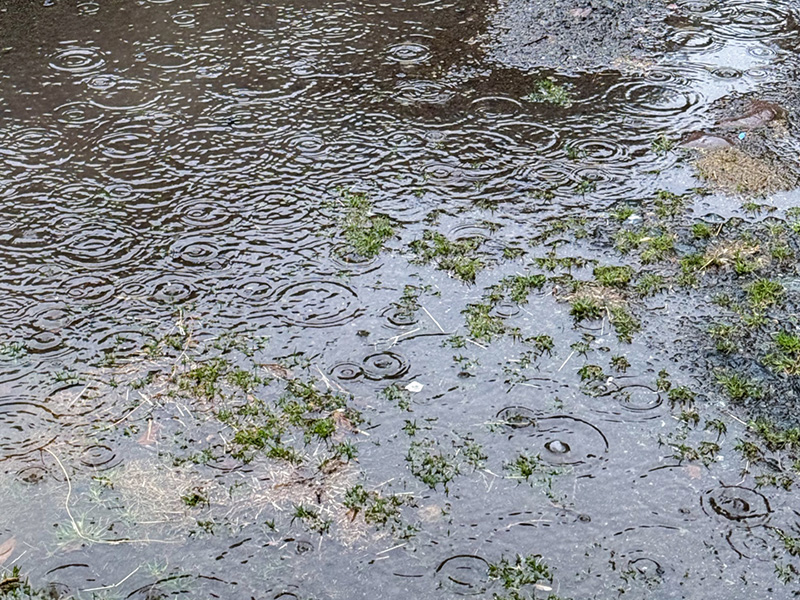 雨