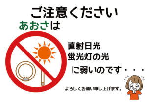 あおさは紫外線がとても苦手です