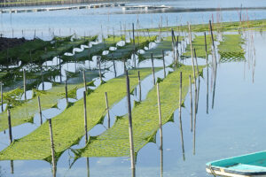 令和8年2月のあおさ生育状況