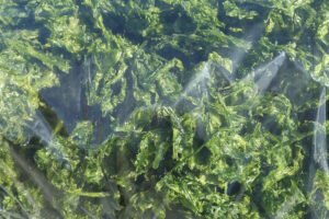 令和8年のあおさ新物